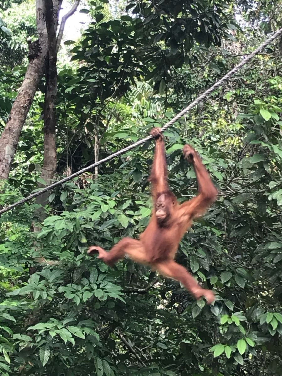 Orang-outan Sepilok